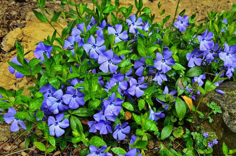 Best Ground Covers to Suppress Weeds & Beautify Your Garden