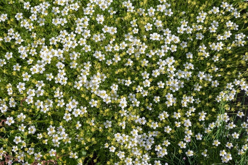 Best Ground Covers to Suppress Weeds & Beautify Your Garden
