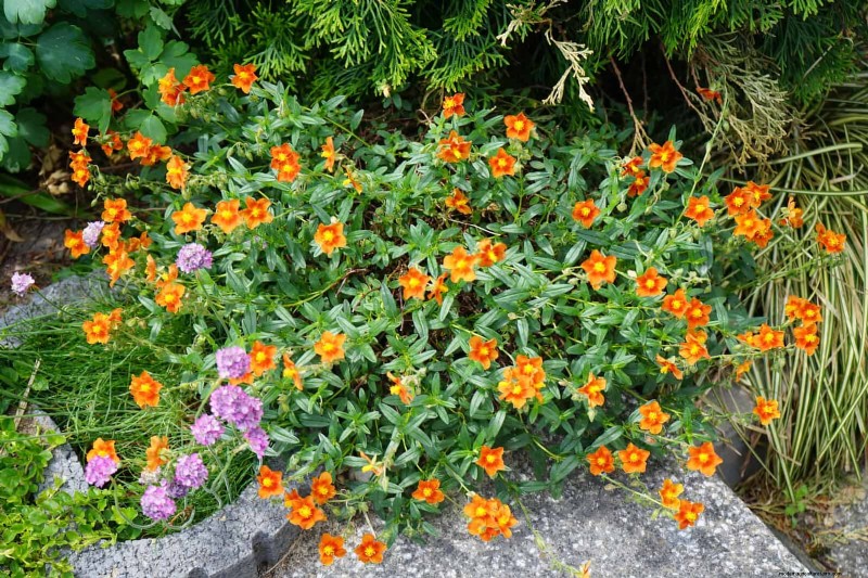 Best Ground Covers to Suppress Weeds & Beautify Your Garden