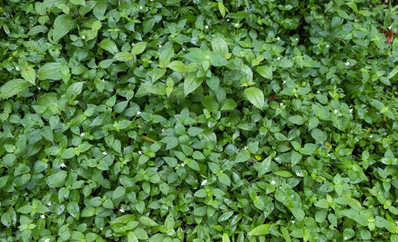 Best Ground Covers to Suppress Weeds & Beautify Your Garden