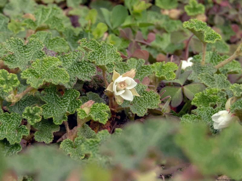 Best Ground Covers to Suppress Weeds & Beautify Your Garden