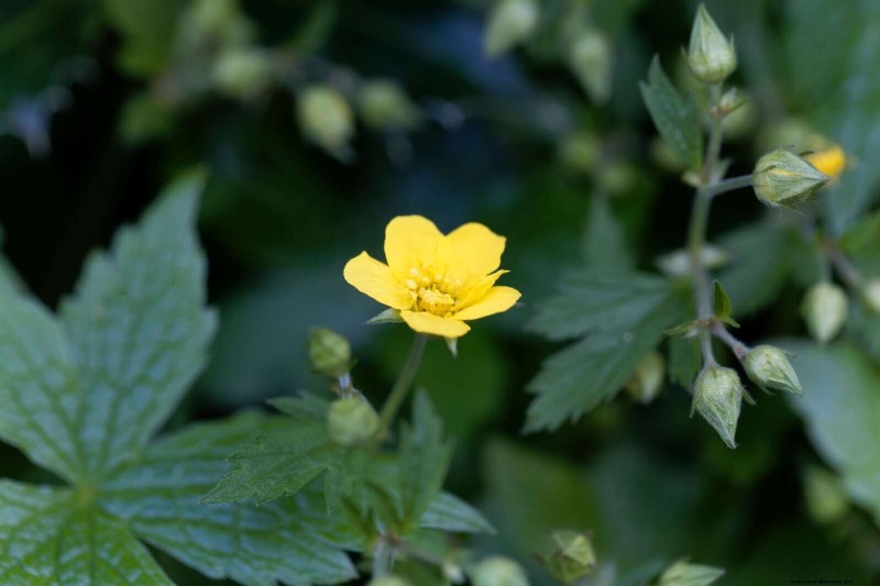 Best Ground Covers to Suppress Weeds & Beautify Your Garden