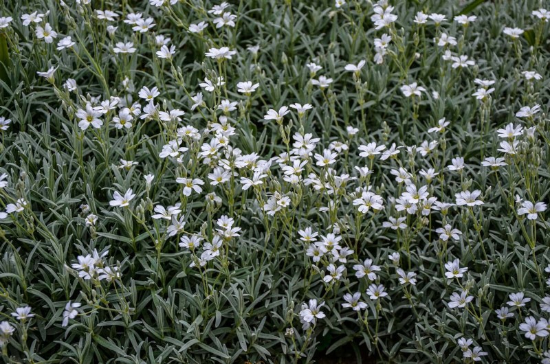 Best Ground Covers to Suppress Weeds & Beautify Your Garden