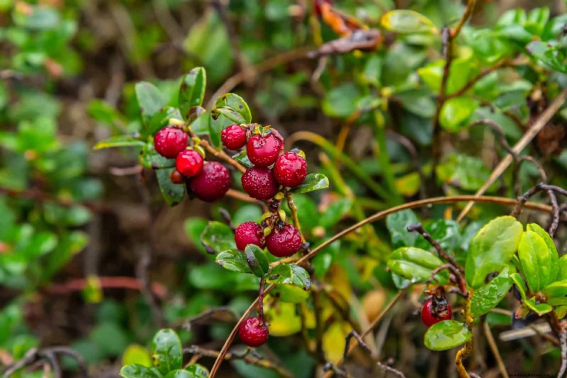 Best Ground Covers to Suppress Weeds & Beautify Your Garden