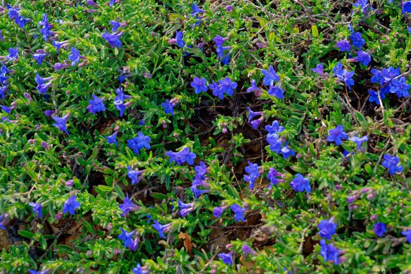 Best Ground Covers to Suppress Weeds & Beautify Your Garden