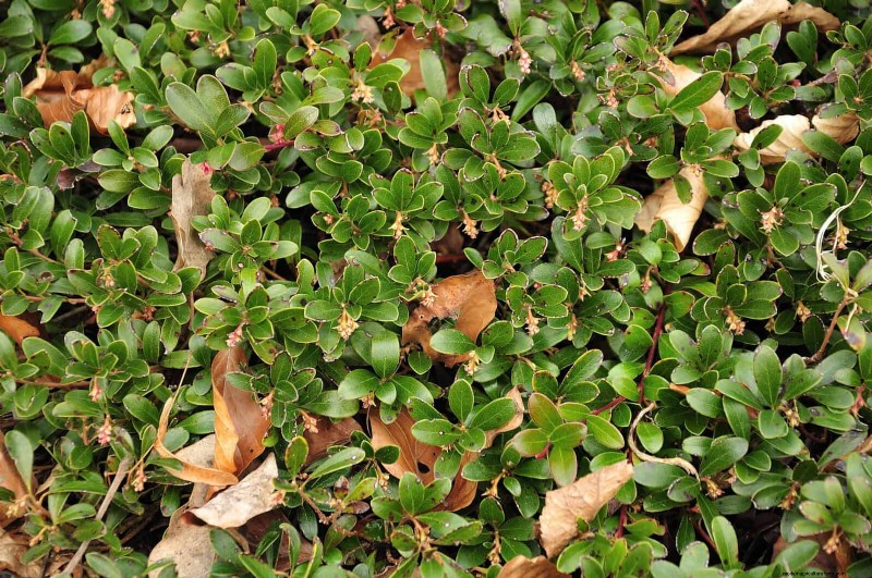 Best Ground Covers to Suppress Weeds & Beautify Your Garden