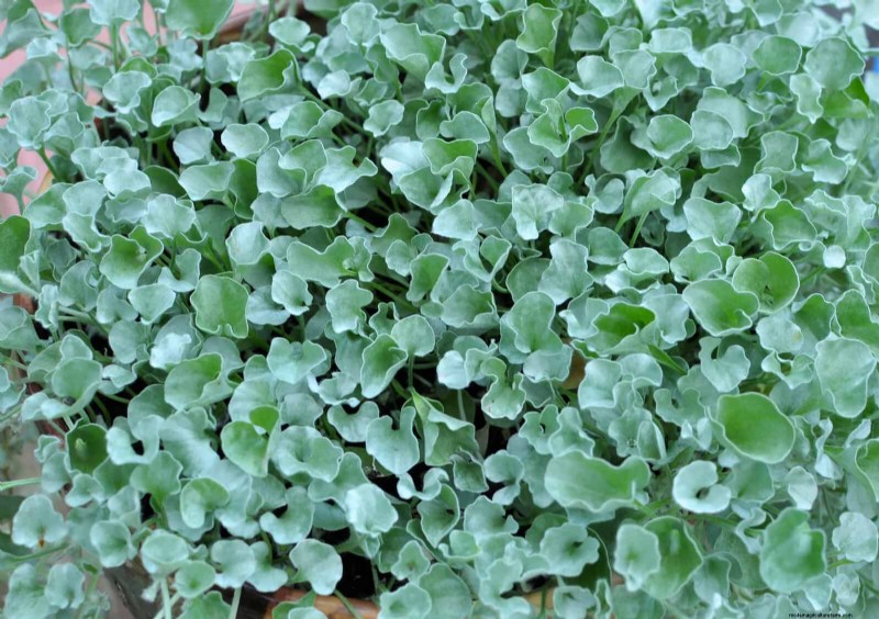 Best Ground Covers to Suppress Weeds & Beautify Your Garden