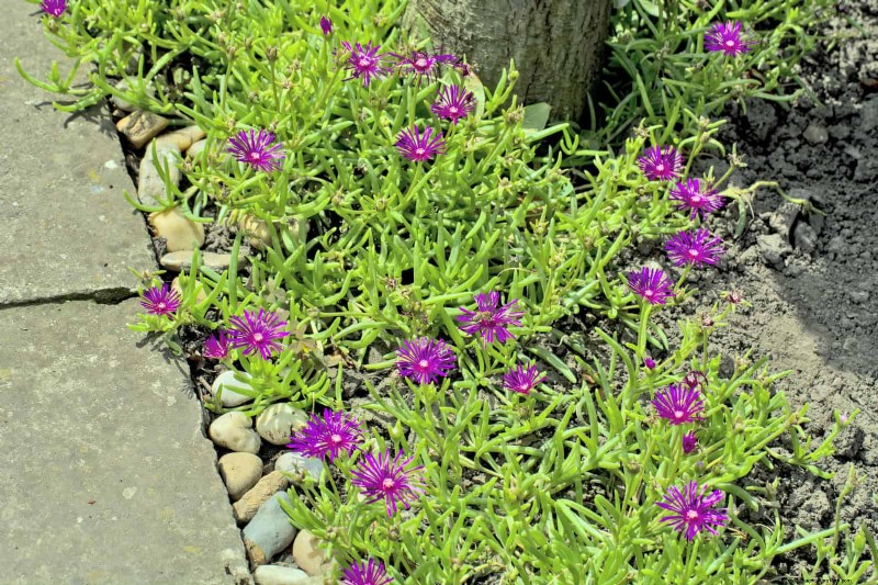 Best Ground Covers to Suppress Weeds & Beautify Your Garden