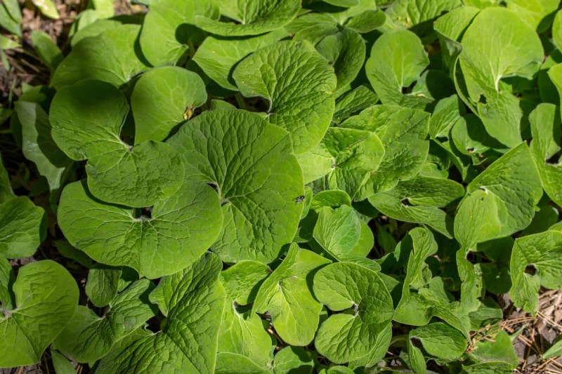 Best Ground Covers to Suppress Weeds & Beautify Your Garden