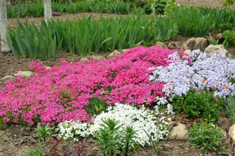 Best Ground Covers to Suppress Weeds & Beautify Your Garden