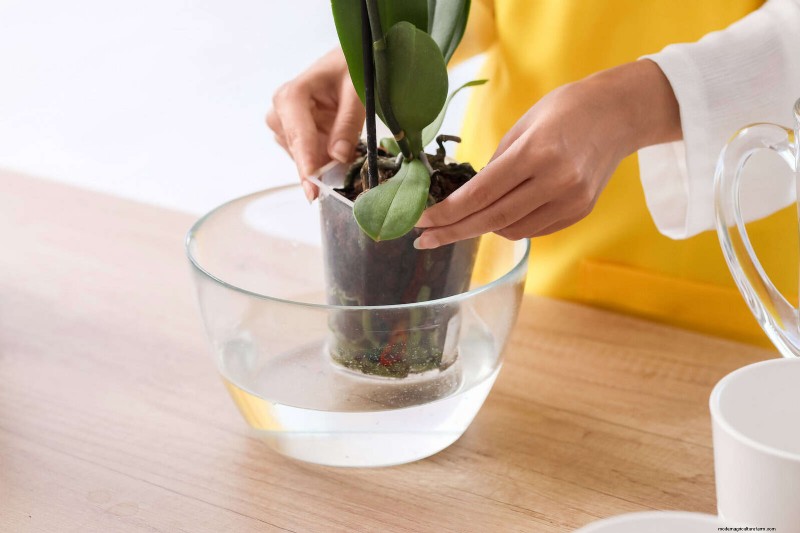 Bottom Watering Mistakes: Avoid 25 Common Pitfalls & Ensure Plant Health