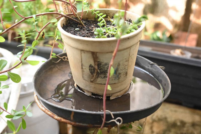 Bottom Watering Mistakes: Avoid 25 Common Pitfalls & Ensure Plant Health