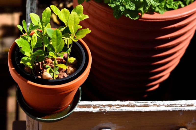 Bottom Watering Mistakes: Avoid 25 Common Pitfalls & Ensure Plant Health