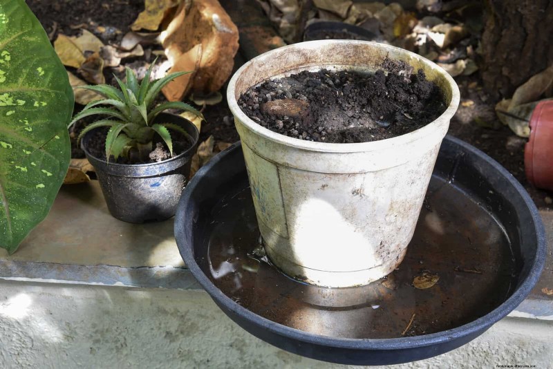 Bottom Watering Mistakes: Avoid 25 Common Pitfalls & Ensure Plant Health