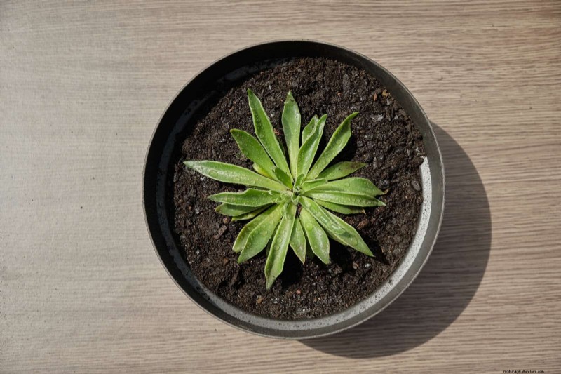 Bottom Watering Mistakes: Avoid 25 Common Pitfalls & Ensure Plant Health