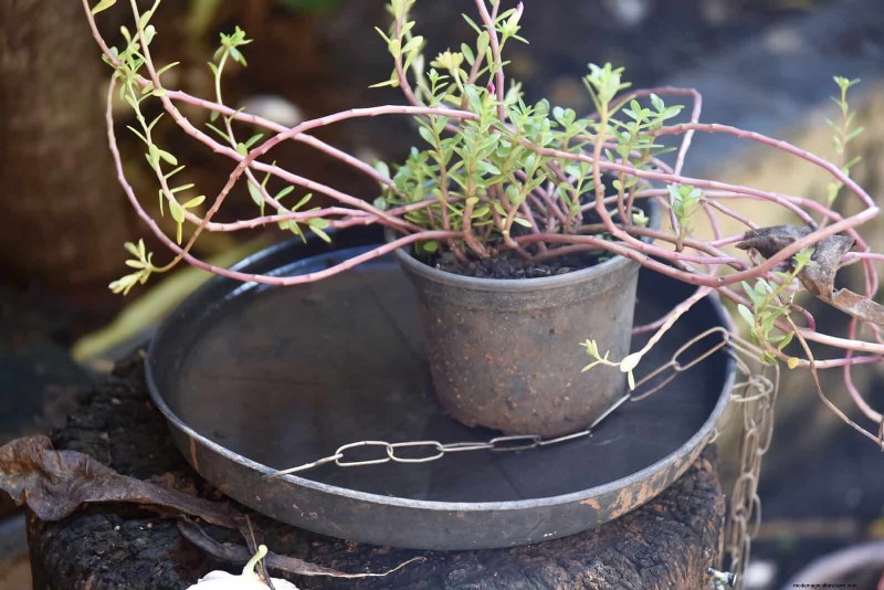 Bottom Watering Mistakes: Avoid 25 Common Pitfalls & Ensure Plant Health