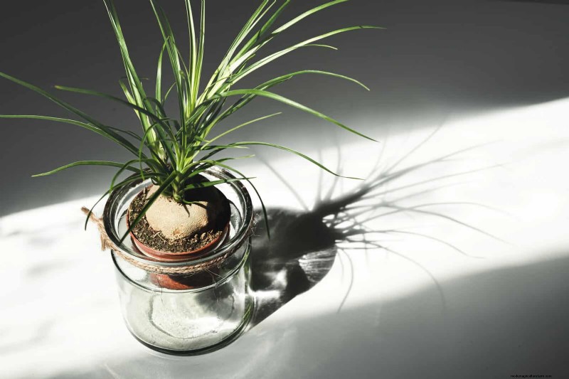 Bottom Watering Mistakes: Avoid 25 Common Pitfalls & Ensure Plant Health