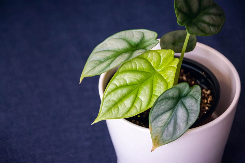 Bottom Watering Mistakes: Avoid 25 Common Pitfalls & Ensure Plant Health