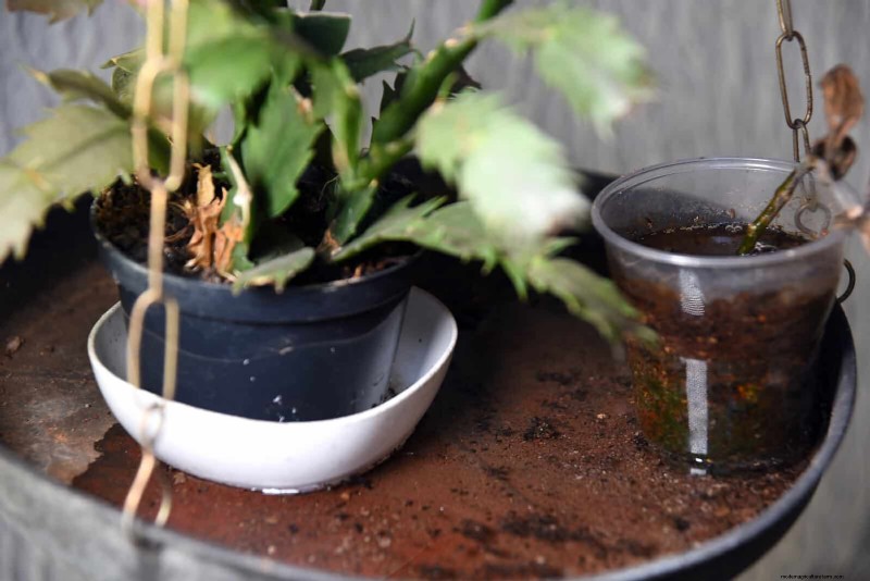 Bottom Watering Mistakes: Avoid 25 Common Pitfalls & Ensure Plant Health