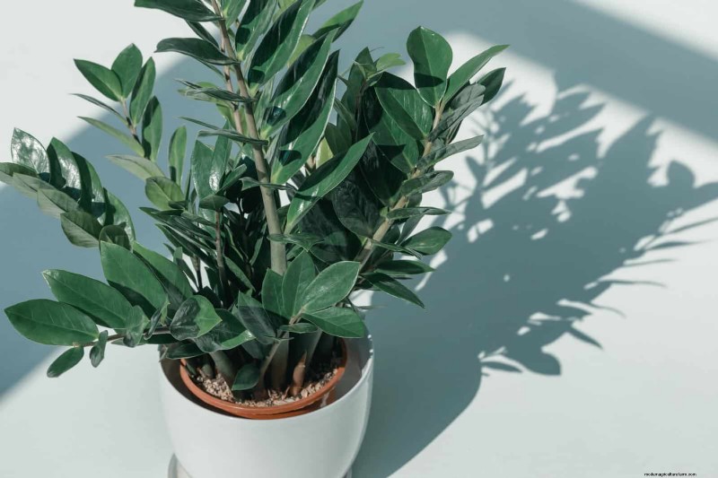 Bottom Watering Mistakes: Avoid 25 Common Pitfalls & Ensure Plant Health