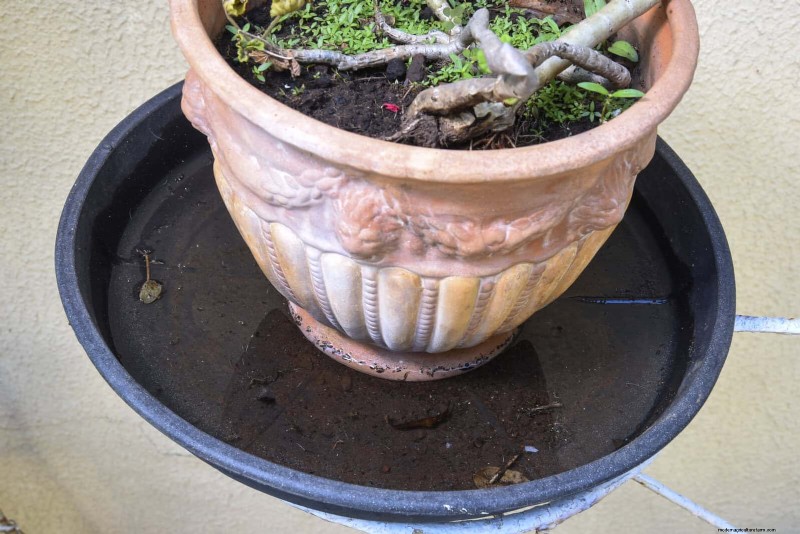 Bottom Watering Mistakes: Avoid 25 Common Pitfalls & Ensure Plant Health