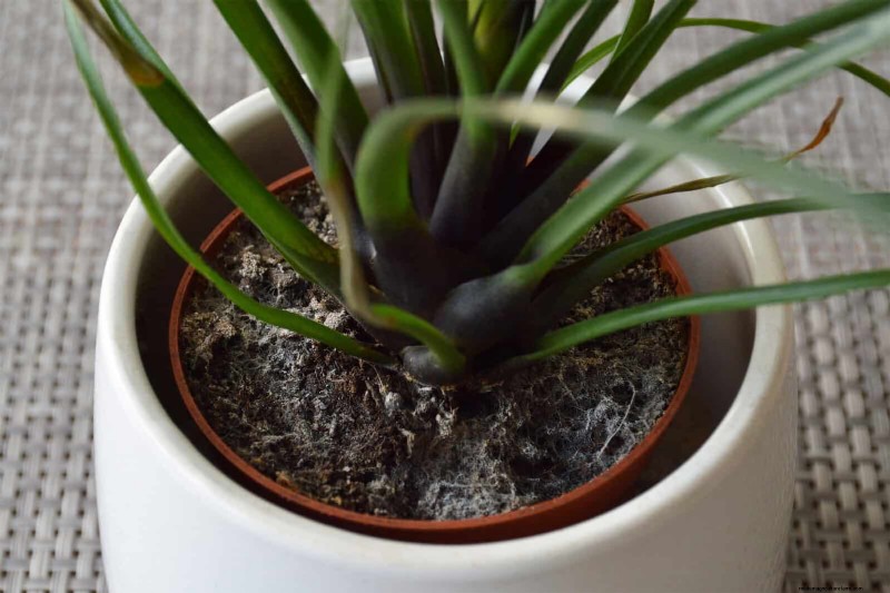 Bottom Watering Mistakes: Avoid 25 Common Pitfalls & Ensure Plant Health