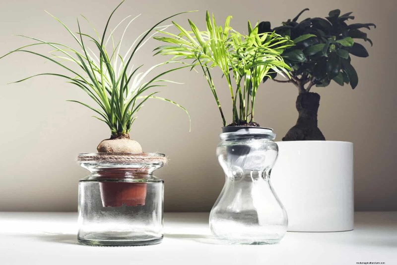 Bottom Watering Mistakes: Avoid 25 Common Pitfalls & Ensure Plant Health