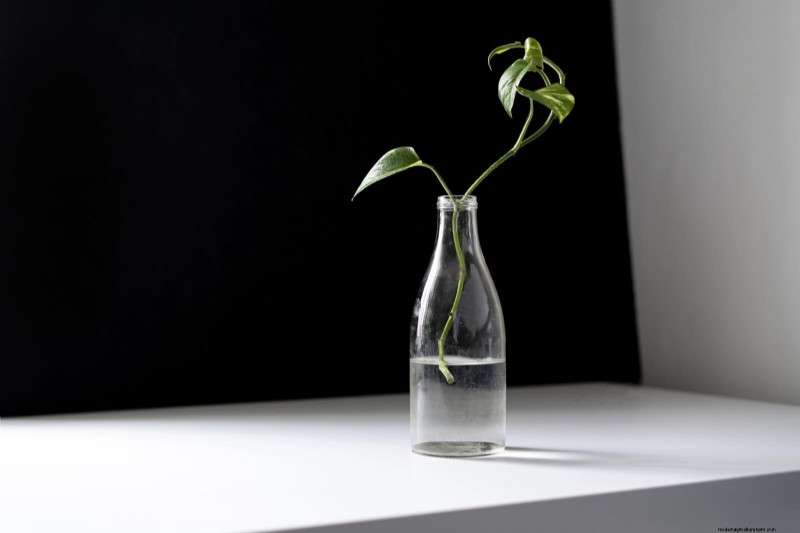 Bottom Watering Mistakes: Avoid 25 Common Pitfalls & Ensure Plant Health