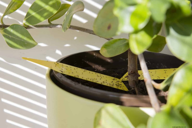 Bottom Watering Mistakes: Avoid 25 Common Pitfalls & Ensure Plant Health