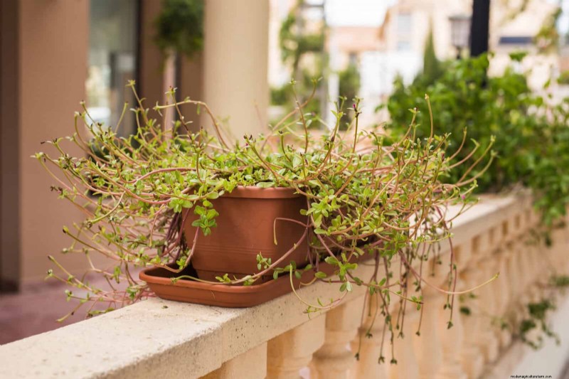 Bottom Watering Mistakes: Avoid 25 Common Pitfalls & Ensure Plant Health