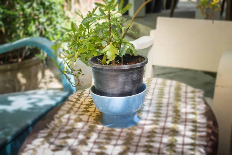 Bottom Watering Mistakes: Avoid 25 Common Pitfalls & Ensure Plant Health