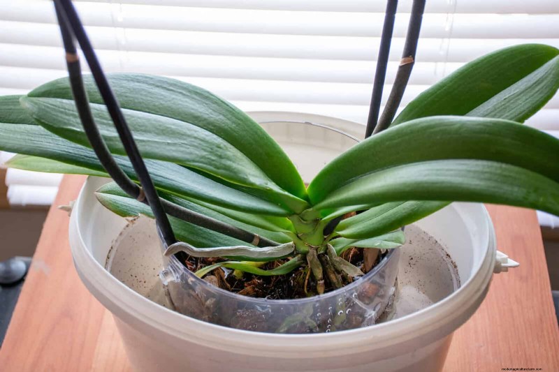Bottom Watering Mistakes: Avoid 25 Common Pitfalls & Ensure Plant Health