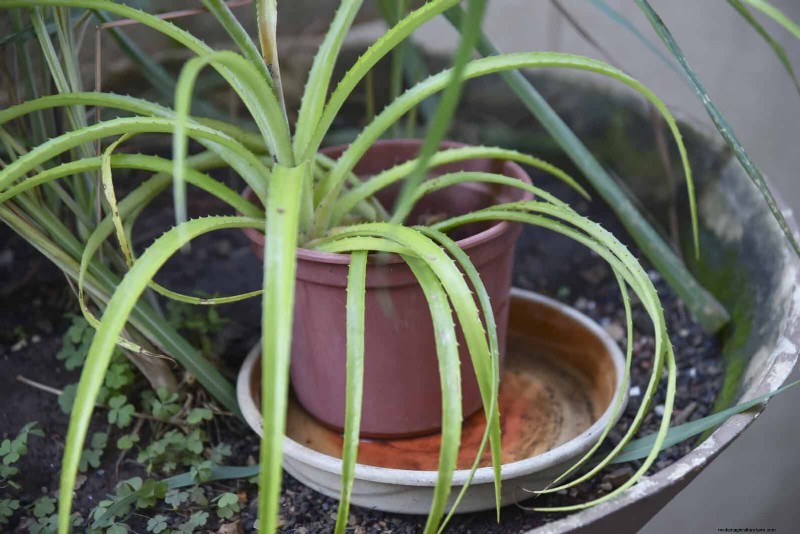 Bottom Watering Mistakes: Avoid 25 Common Pitfalls & Ensure Plant Health