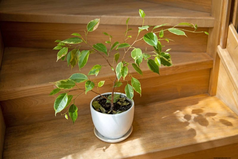 Bottom Watering Mistakes: Avoid 25 Common Pitfalls & Ensure Plant Health
