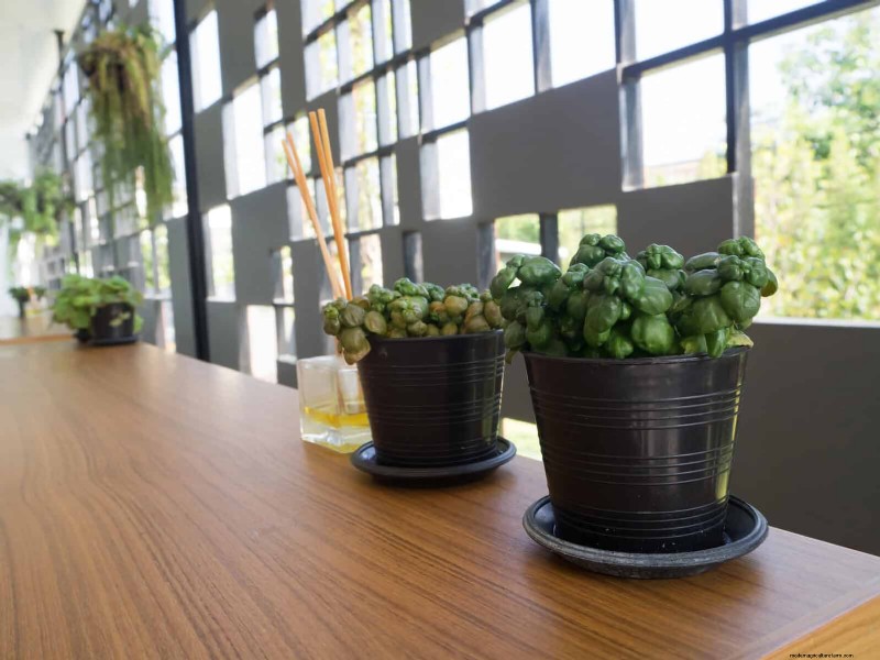 Bottom Watering Mistakes: Avoid 25 Common Pitfalls & Ensure Plant Health