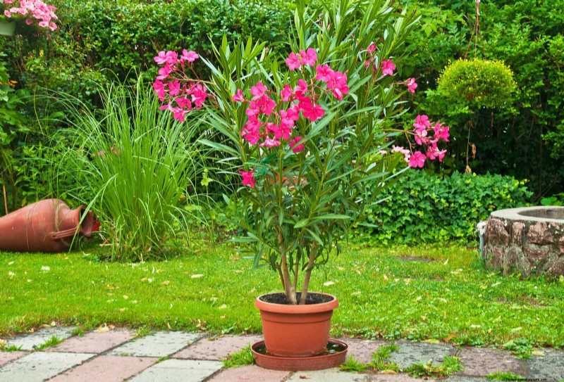 Bottom Watering Mistakes: Avoid 25 Common Pitfalls & Ensure Plant Health