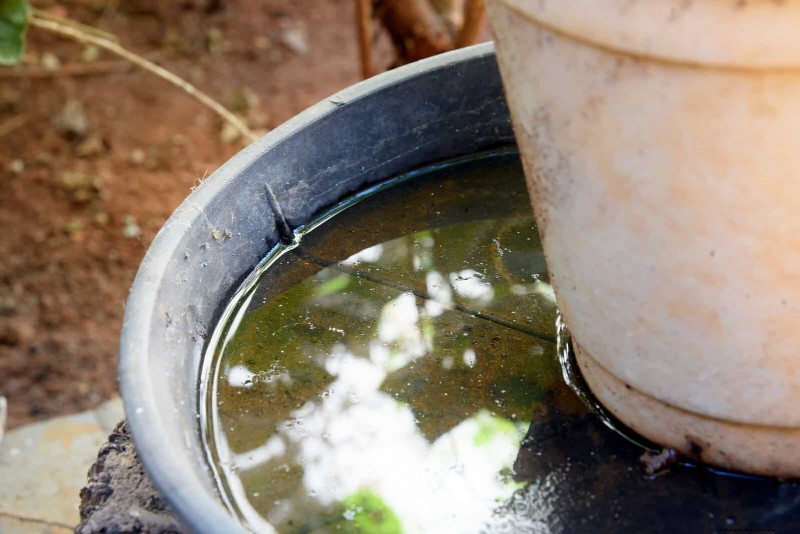Bottom Watering Mistakes: Avoid 25 Common Pitfalls & Ensure Plant Health