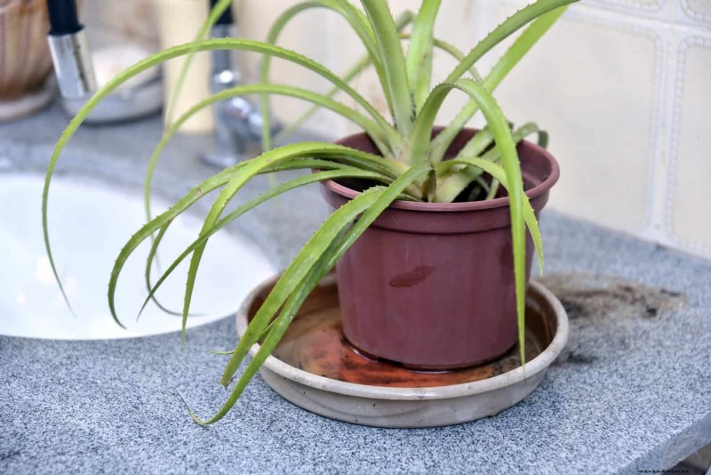 Bottom Watering Mistakes: Avoid 25 Common Pitfalls & Ensure Plant Health