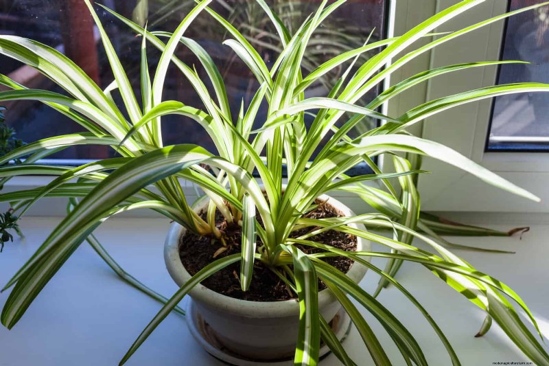Bottom Watering Mistakes: Avoid 25 Common Pitfalls & Ensure Plant Health