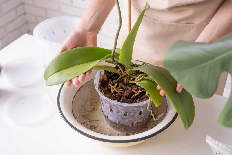 Bottom Watering Mistakes: Avoid 25 Common Pitfalls & Ensure Plant Health