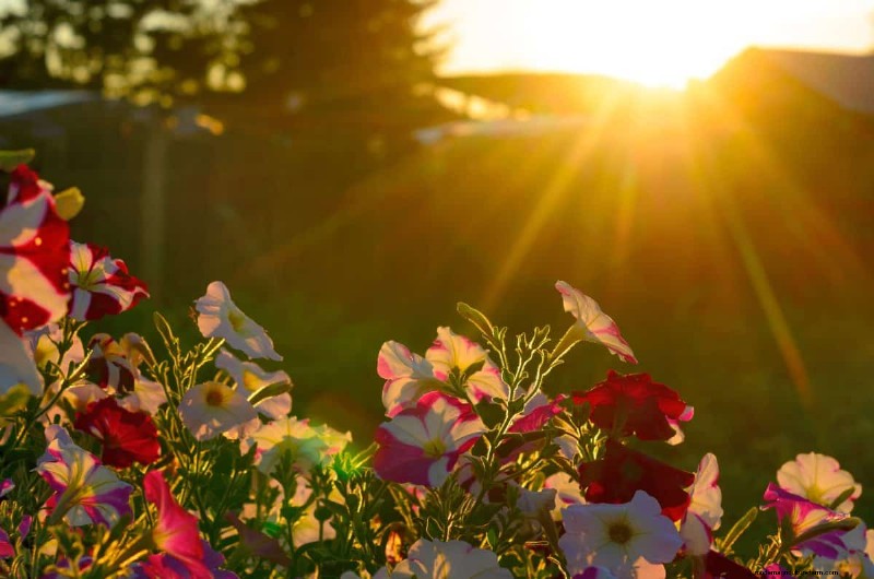 Garden Layout Mistakes: 25 Traps to Avoid for a Thriving Landscape