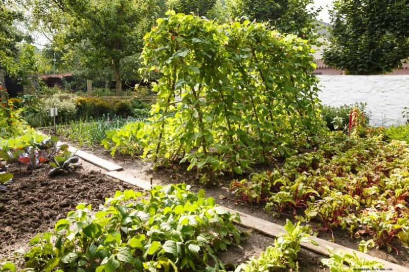Garden Layout Mistakes: 25 Traps to Avoid for a Thriving Landscape