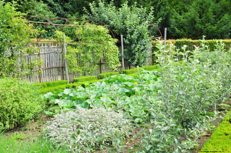 Garden Layout Mistakes: 25 Traps to Avoid for a Thriving Landscape