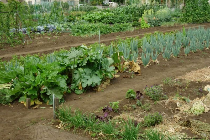 Garden Layout Mistakes: 25 Traps to Avoid for a Thriving Landscape
