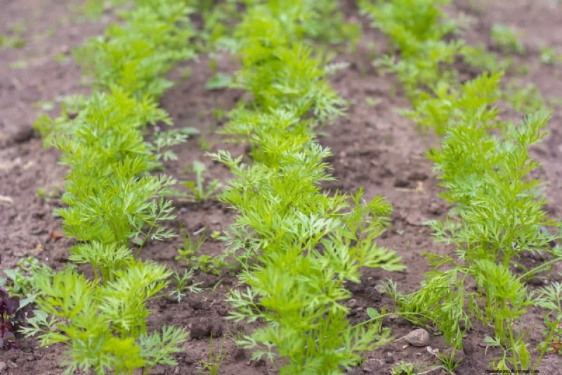 Garden Layout Mistakes: 25 Traps to Avoid for a Thriving Landscape