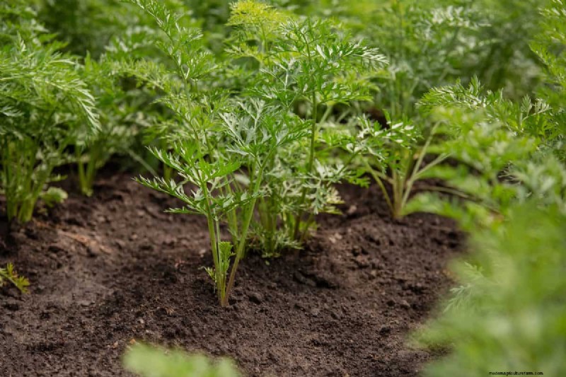 Garden Layout Mistakes: 25 Traps to Avoid for a Thriving Landscape