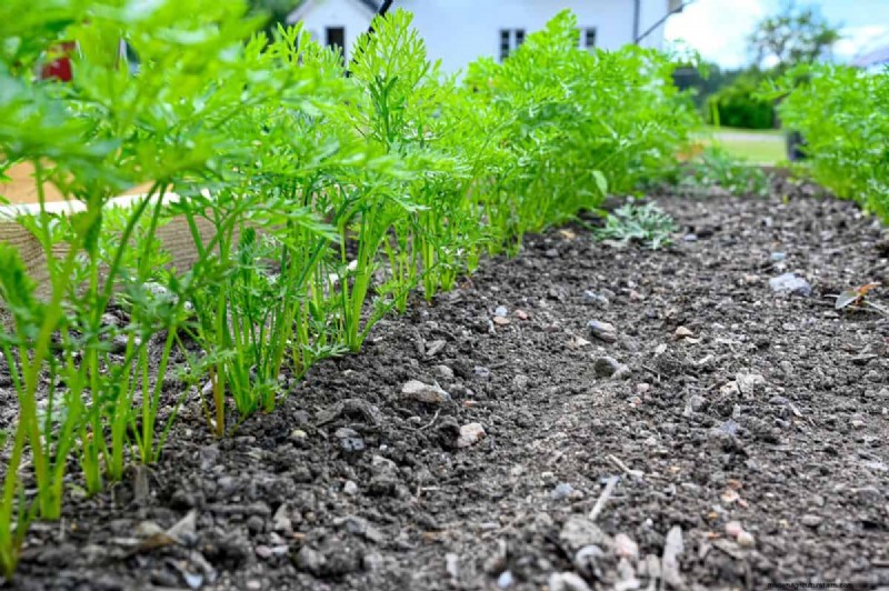 Garden Layout Mistakes: 25 Traps to Avoid for a Thriving Landscape