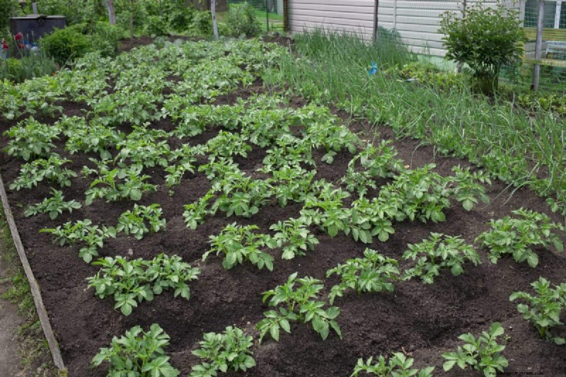Garden Layout Mistakes: 25 Traps to Avoid for a Thriving Landscape