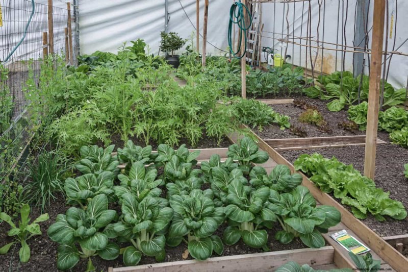 Garden Layout Mistakes: 25 Traps to Avoid for a Thriving Landscape