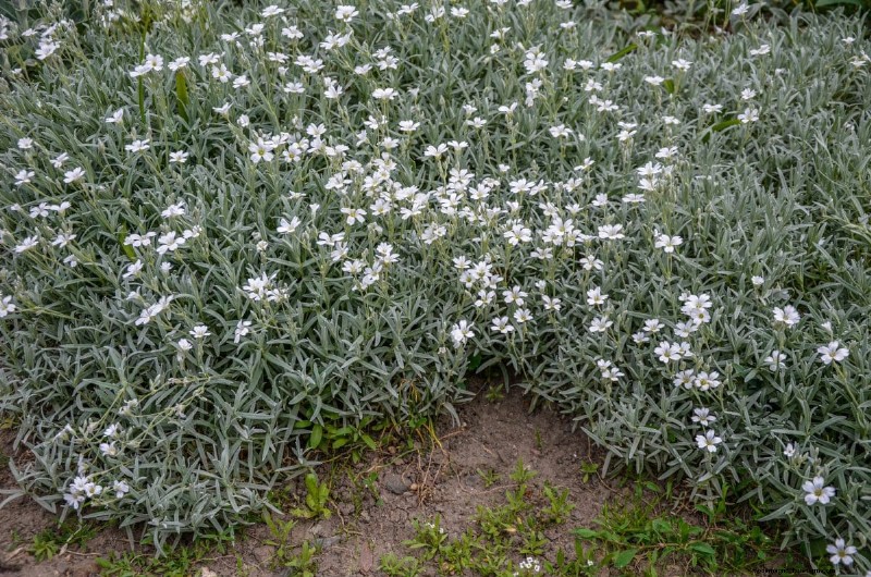 Living Mulch: The Essential Spring Garden Layer for Health & Productivity